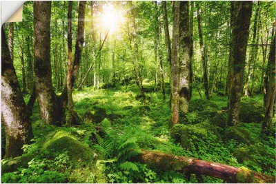 Produktbild von ARTland Wandbild, selbstklebend Wald Größe: 120x80 cm