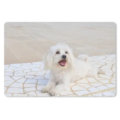 Produktbild von MuchoWow® Mauspad Mousepad Ein Malteser Hund liegt auf einem Weg 27x18 cm - Mousepads - Maus Mat - Pad - Mausunterlage - Büroartikel - Desk Matten