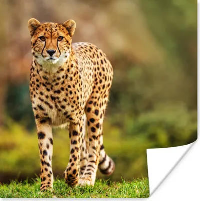 Produktbild von MuchoWow® Poster Wildtiere - Gras - Leopard - Natur 100x100 cm - Babyzimmer