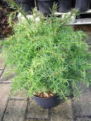 Produktbild von Cryptomeria japonica Elegans - japanische Sicheltanne - 20-30