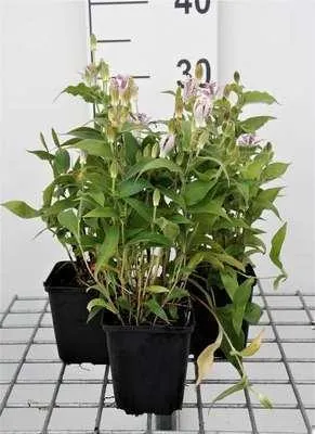 Produktbild von 6 x  Tricyrtis hirta - Krötenlilie - Topf 9 x 9 cm