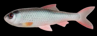 Produktbild von Pulz Bait Roach Kit (Natural Roach)