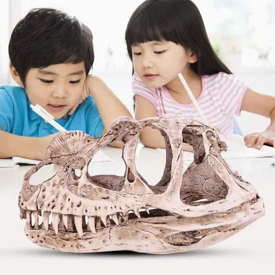 Produktbild von Solidchoice – Realistischer Dinosaurierschädel als Dekoration