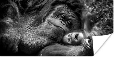Produktbild von MuchoWow® Poster Liebender Orang-Utan mit Jungtier in Schwarz und Weiß 160x80 cm - Foto Poster