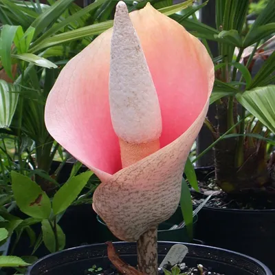 Produktbild von Amorphophallus halbschattig Blüte Himalaya-Staude Bulbifer Titanenwurz 1 St.