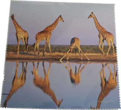 Produktbild von Mikrofasertuch "Giraffen"  Größe 18,5 cm