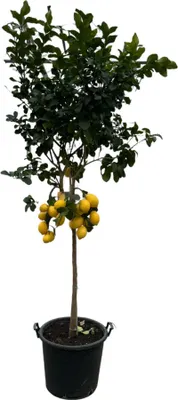 Immagine prodotto di Trendyplants - Citrus Lemon - Albero di limoni - Altezza 250-270 cm - Dimensioni vaso Ø50cm