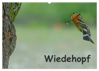 Produktbild von Wiedehopf (Wandkalender 2027 DIN A2 quer), CALVENDO Monatskalender