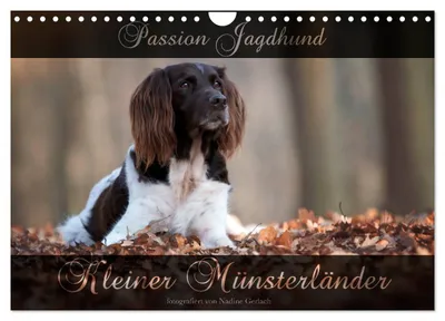 Produktbild von Passion Jagdhund - Kleiner Münsterländer (Wandkalender 2027 DIN A4 quer), CALVENDO Monatskalender