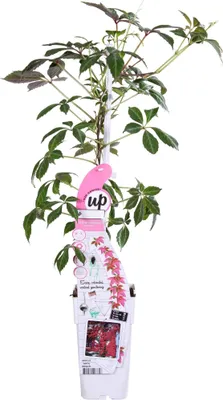 Zdjęcie produktu dla Sadzonka winorosli Parthenocissus henryana, srednica 15cm, wysokosc 65cm