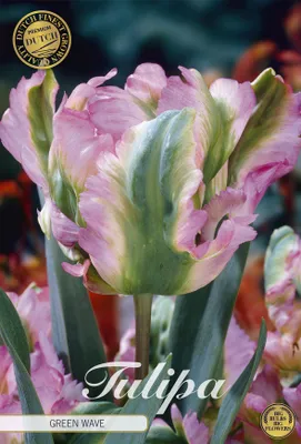 Artikelbild 2 von 'Tulpe Green Wave (7 Stück)' aus der Kategorie Tulpenzwiebeln