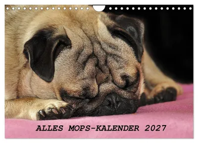 Produktbild von Alles Mops-Kalender 2027 (Wandkalender 2027 DIN A4 quer), CALVENDO Monatskalender