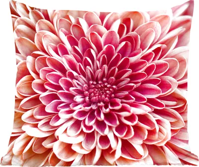 Produktbild von MuchoWow® Zierkissen Sofakissen Wohnzimmer Dekokissen 45x45 cm Chrysantheme Nahaufnahme - Schlafpolster - Polster für das Sofa