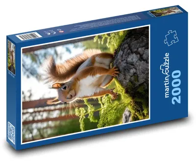 Zdjęcie produktu dla martinpuzzle - Puzzle 2000 - Veverka