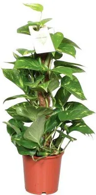 Image de Lierre doré (Epipremnum pinnatum) Ø 15 cm ↕ 60 cm Plante grimpante sur tuteur recouvert de mousse