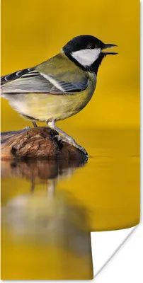 Produktbild von MuchoWow® Poster Kohlmeise - Vogel - Wasser 75x150 cm - Dekoration für die Wände