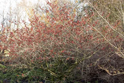 Produktbild von Hamamelis intermedia 'Feuerzauber', Zaubernuss, rot-orange, 60–80 cm