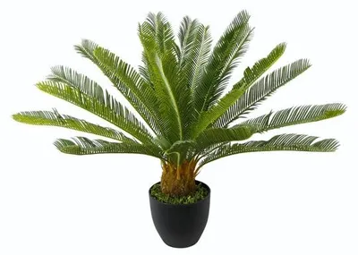 Image de Plante d'intérieur en pot
