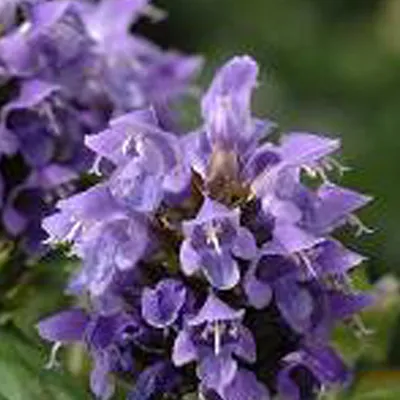 Immagine prodotto di 6 x Allium marrone a fiore grande - Prunella grandiflora (Violet) | Vaso 9cm x 9cm
