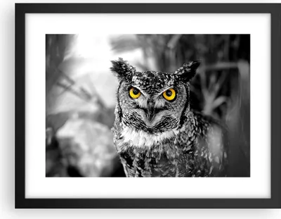 Produktbild von Gerahmtes Poster - Schwarzer Rahmen - Eule Vogel Natur - 40x30 cm - Wand Bild - Wanddeko - Wandbilder - Kunstposter - Wandposter - Bilderrahmen - Bilder - Kunstdruck - Wandbild - P2BAA40x30-1318