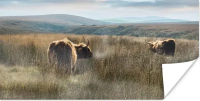 Produktbild von MuchoWow® Poster Schottische Highlander - Nebel - Gras 120x60 cm - Bild