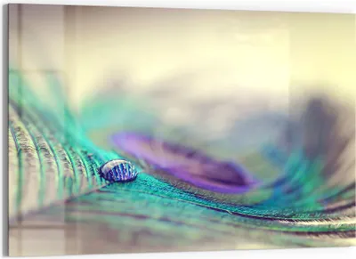 Produktbild von DEQORI Glasbild Echtglas 90x60 cm 'Wasserperle auf Feder' Wandbild Bild modern Deko