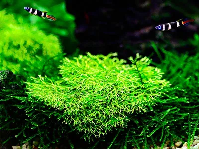 Produktbild von Aquarium Pflanze Moos Riccia fluitans Tropica Nr.001 TC in Vitro 1-2 Grow