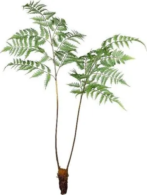 Produktbild von artplants.de Deko Frauenfarn DRAVLO, grün, 105cm - Plastikfarn