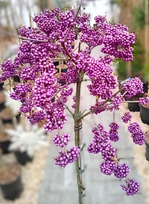 Image de Arbuste perle d'amour Callicarpa bodinieri 'Profusion' Haute tige 80 - 100 cm