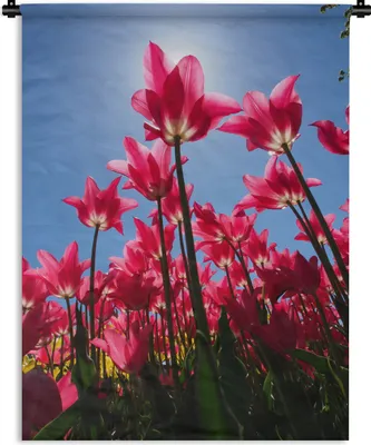 Produktbild von MuchoWow® Wandteppich Wandbehang Rosa Tulpenfeld 150x200 cm Tapisserie Dekoration Wandtuch - Wandaufhängung - Moderner