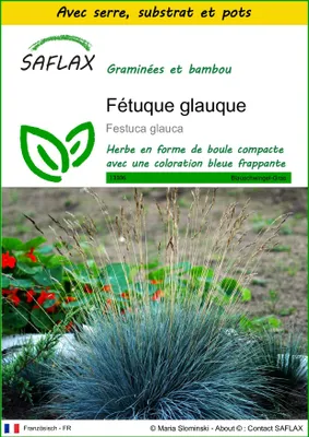 Image de SAFLAX Ensemble de culture - Fétuque glauque - 50 graines - Festuca