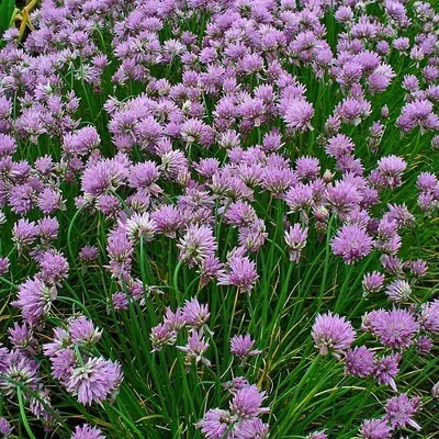 Produktbild von 6 x Schnittlauch - Allium schoenoprasum  | Topf 9cm x 9cm