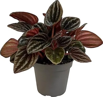 Obrázek produktu pro Gardners Peperomia caperata Montevideo, průměr 6 cm