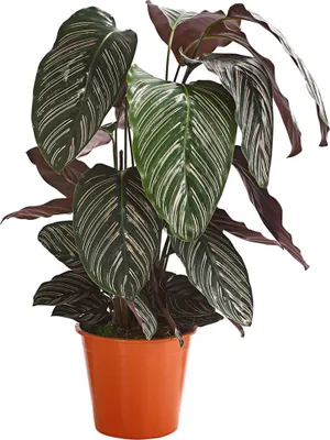 Produktbild von Dehner Korbmarante, Calathea cultivars, im Sorten-Mix, luftreinigend, ca. 70-90 cm, Ø Topf 19 cm, Zimmerpflanze