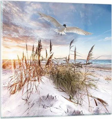 Produktbild von Bilder auf glas - Einteilig - Möwe Meer Küste - 40x40cm - Glasbilder - Wandbilder - Bilder - zum Aufhängen bereit - Wanddekoration aus Glas - Glas Bilder - Wandbild auf Glas - GAC40x40-4902
