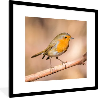Produktbild von MuchoWow® Gerahmtes Poster Vogel - Zweig - Rotkehlchen 40x40 cm - Poster mit Schwarzem Bilderrahmen Wandposter Rahmen Foto Bilder - Poster - Plakat im Rahmen