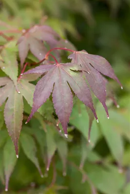 Produktbild von Acer palmatum 'Moonfire', Japanischer Ahorn, rot, 60–80 cm