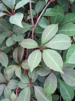 Produktbild von Parthenocissus Henryana - Jungfernrebe - Weinrebengewächs - Wilder Wein