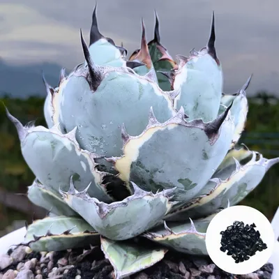 Obrázek produktu pro Semena Agave Titanota 'Blue' - balení 5 ks - Exotická semena - Robustní - Agáve titanota (modrá forma)