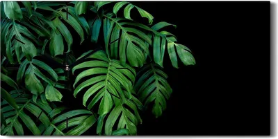 Produktbild von Küchenuhr Bürouhr Leinwand Uhr 60x30 Gemälde Blumen Blätter Pflanzen Monstera - schwarze Hände