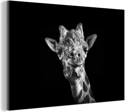 Obrázok produktu pre Nástenná dekorácia Kovový kovový obraz Wall Art 120x80cm Žirafa na čiernom pozadí v čiernobielej farbe Muchowow Hliníkové obrazy