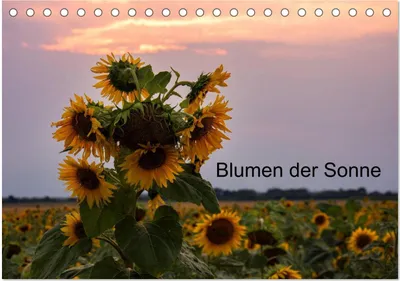 Produktbild von Blumen der Sonne (Tischkalender 2026 DIN A5 quer), CALVENDO Monatskalender