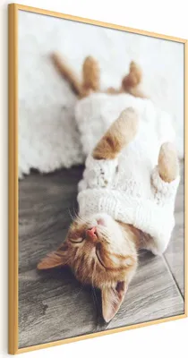 Produktbild von Posterpapier Poster - Lazy Cat 29.7x42 cm Tiere g-B-0136-ao-a