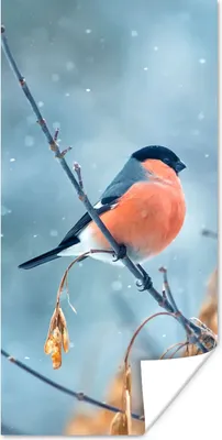 Produktbild von MuchoWow® Poster Rotkehlchen - Vogel - Schnee - Herbstliche Blätter 20x40 cm - Plakat - Foto