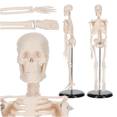 Produktbild von 4FIZJO Menschliches Skelettmodell 45 cm, Modell des menschlichen Skeletts 1:4, mit Standfuß