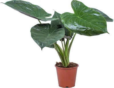 Produktbild von Bloomique - Alocasia Wentii - Elefantenohr - Zimmerpflanzen - 50-60 cm Hoch - Topf 19 cm
