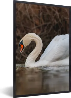 Produktbild von MuchoWow® Gerahmtes Poster Schwan - Wasser - Tiere - Vogel 60x90 cm - Poster mit Schwarzem Bilderrahmen Wandposter Rahmen Foto Bilder - Kunst