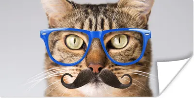 Produktbild von MuchoWow® Poster Katze - Brille - Schnauzbart - Hipster 80x40 cm - Wanddeko