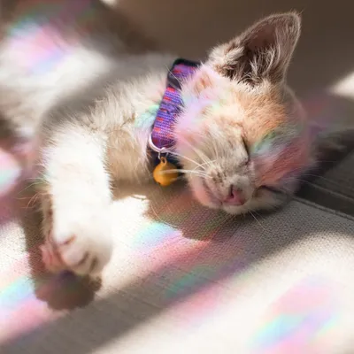 Produktbild von 4er Set Anti-Botschungs Fensteraufkleber - Fensteraufkleber mit Meeresbewohnern - Regenbogenreflektierende Aufkleber und Glasreflektierende Aufkleber zur Vermeidung von Vogel-Kollisionen