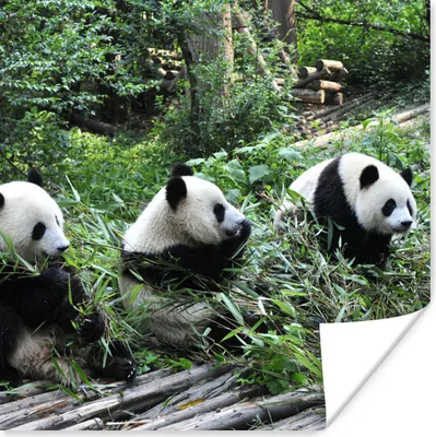 Produktbild von MuchoWow® Poster Panda - Natur - Bambus 75x75 cm - Wand Dekoration